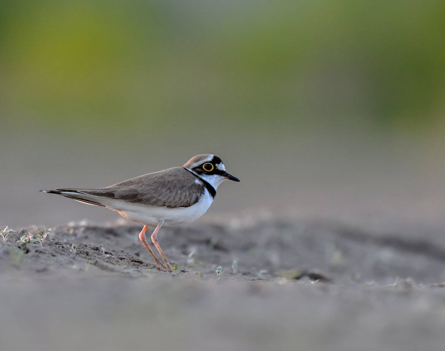 птицы,природа,лето, Андрей Киселёв