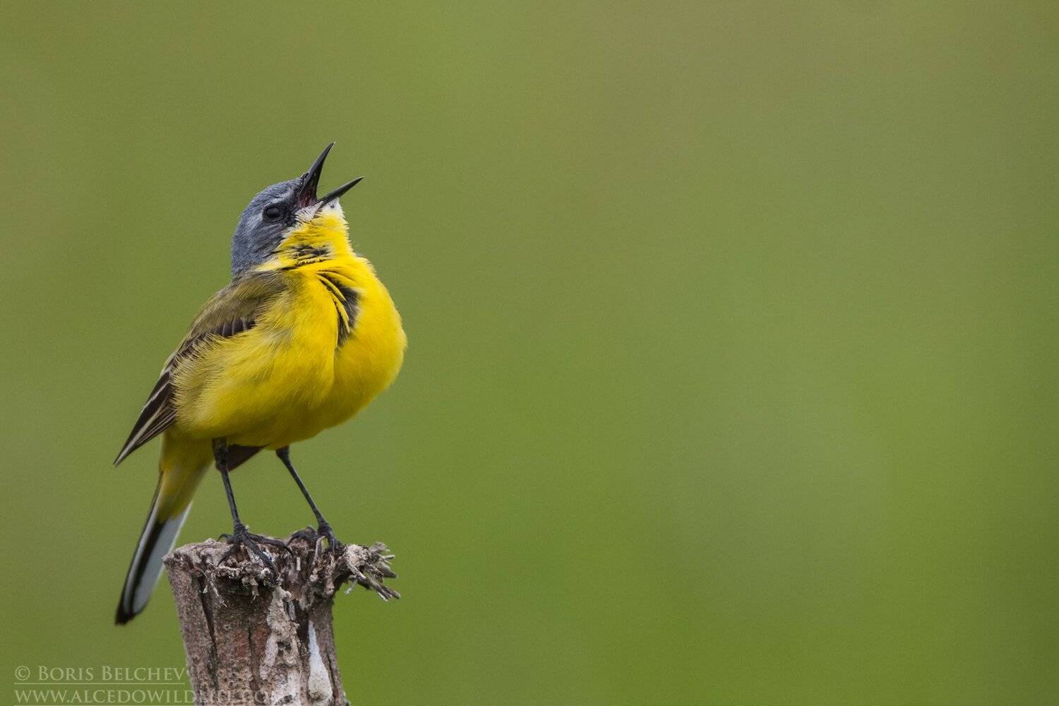 , Борис Белчев