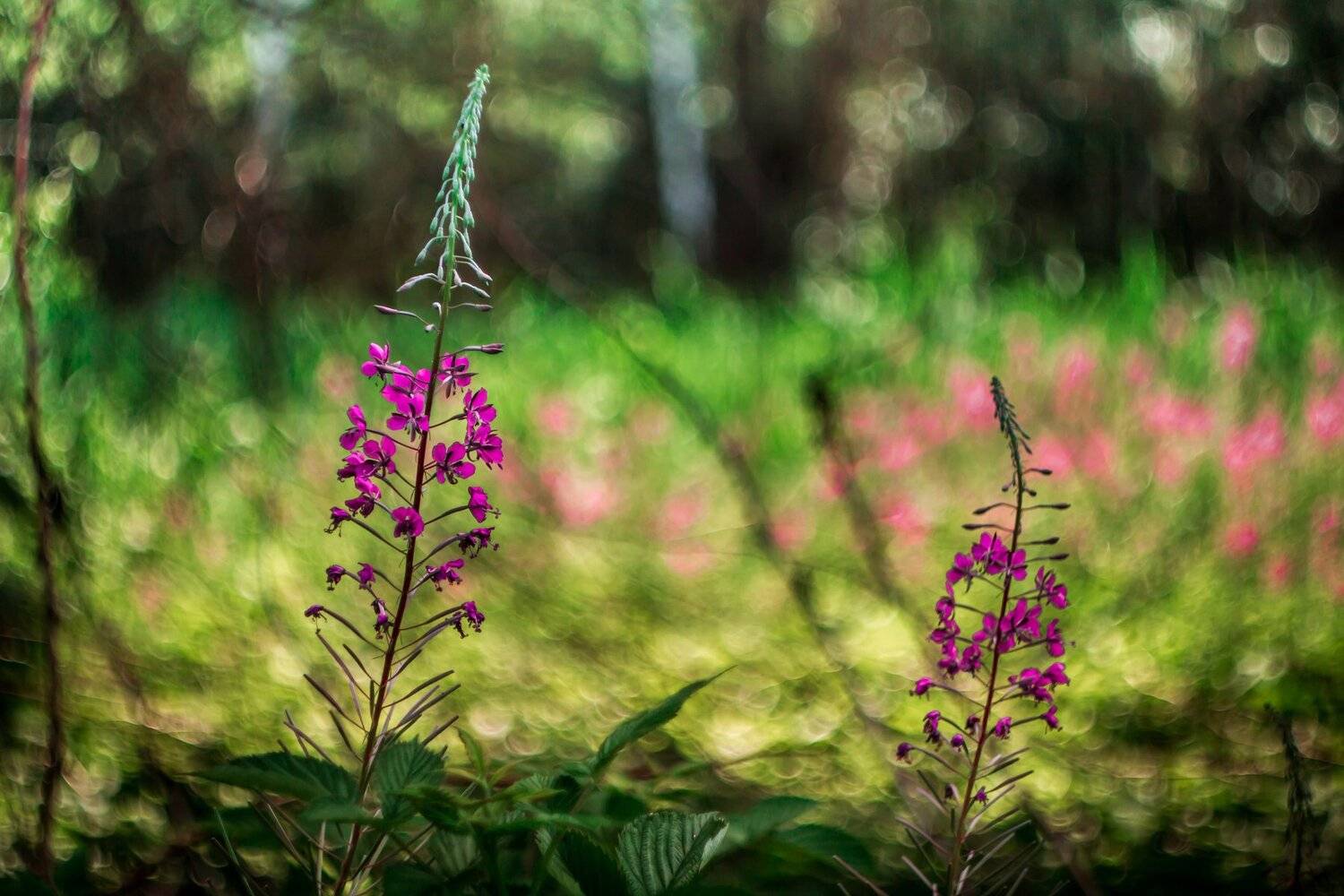 , Руслан Востриков