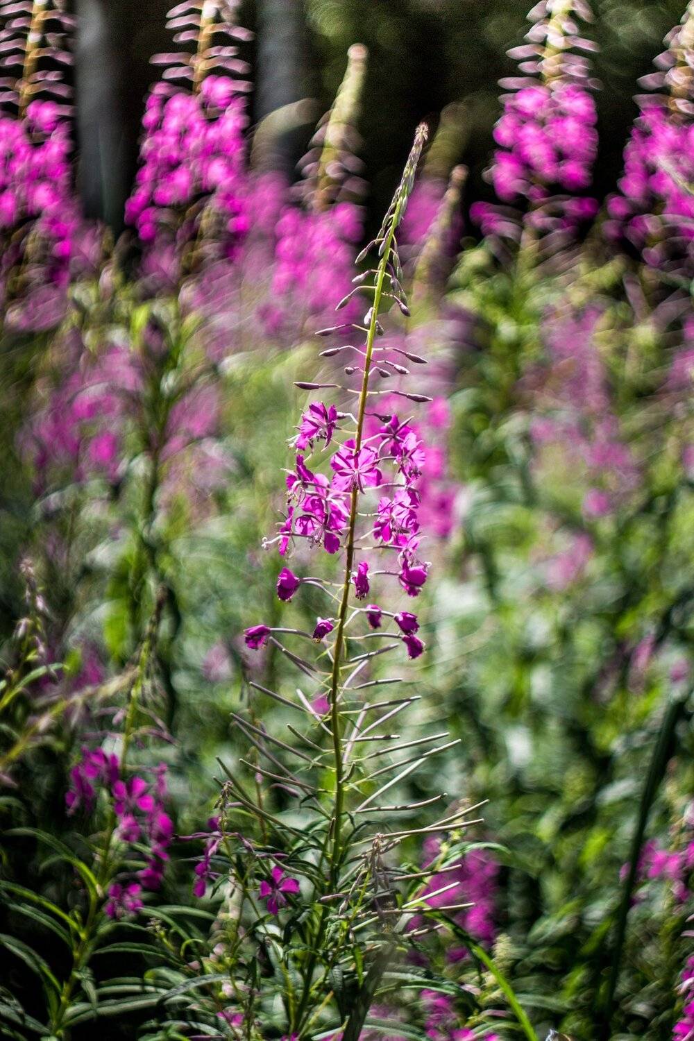 иван-чай, кипрей,, Руслан Востриков