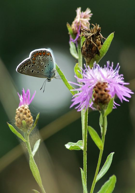 Голубянка фото превью