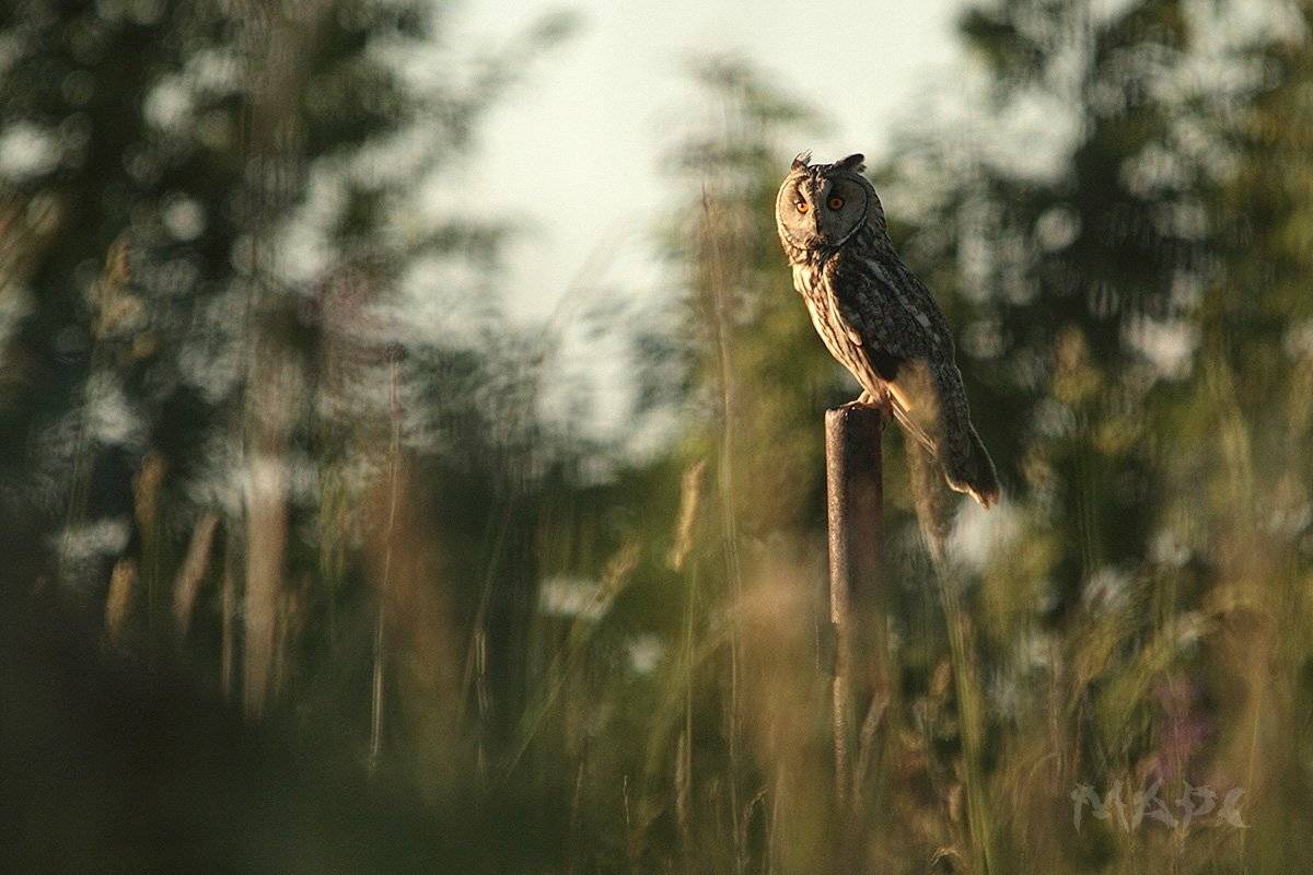животные птицы сова ушастая сова лето закат, Шангареев Марс