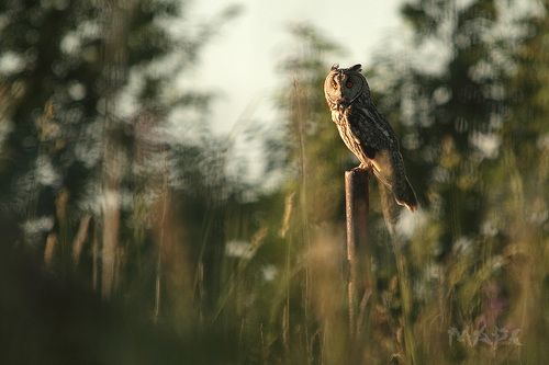 И СНОВА УШАСТАЯ