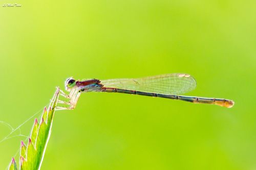 Damsel fly