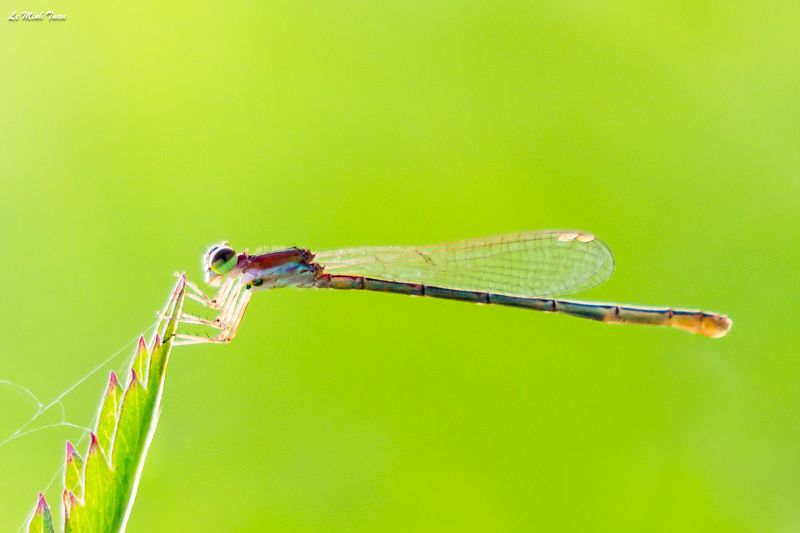 insect Damsel fly фото превью