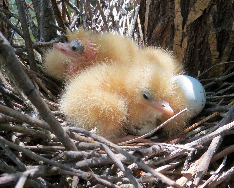 листопад Длинноносая семейка фото превью