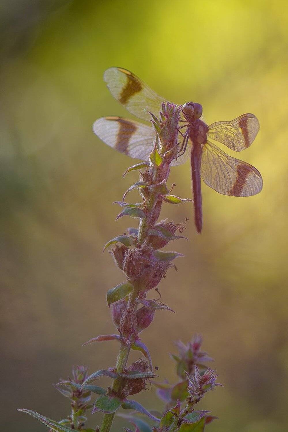 , Кузнецов Дмитрий