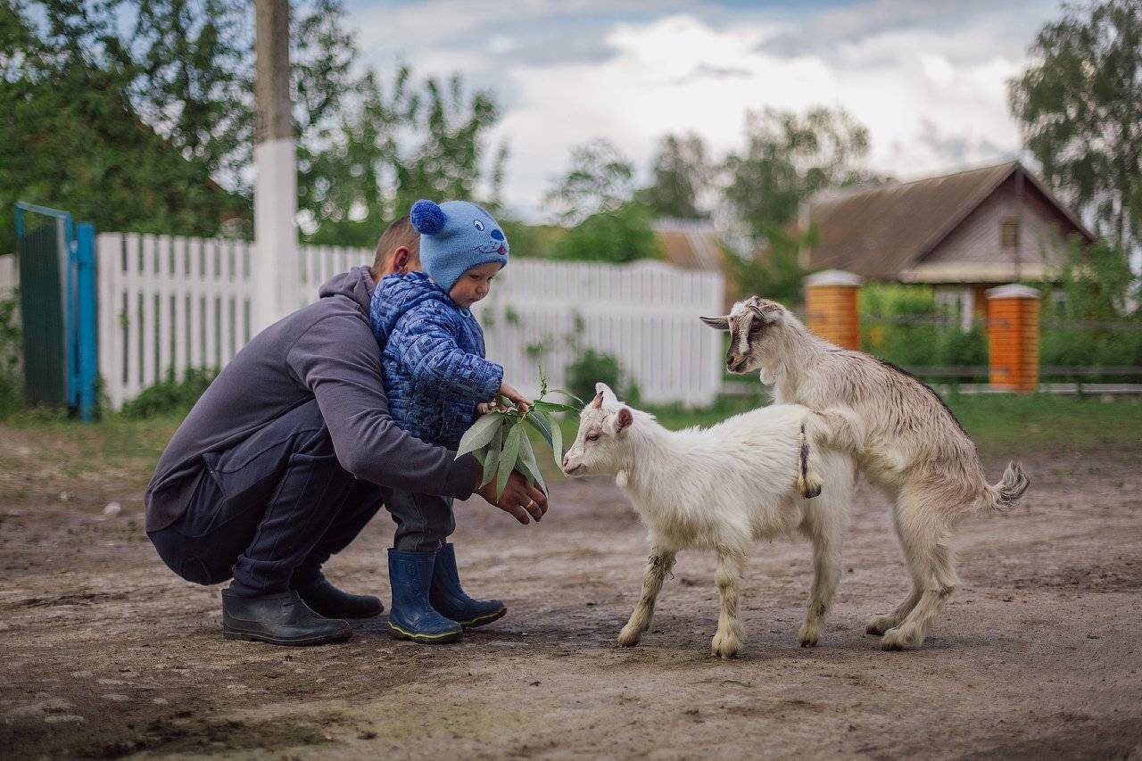 жизнь,деревня,село,животные,дети,коза,игра, Taras