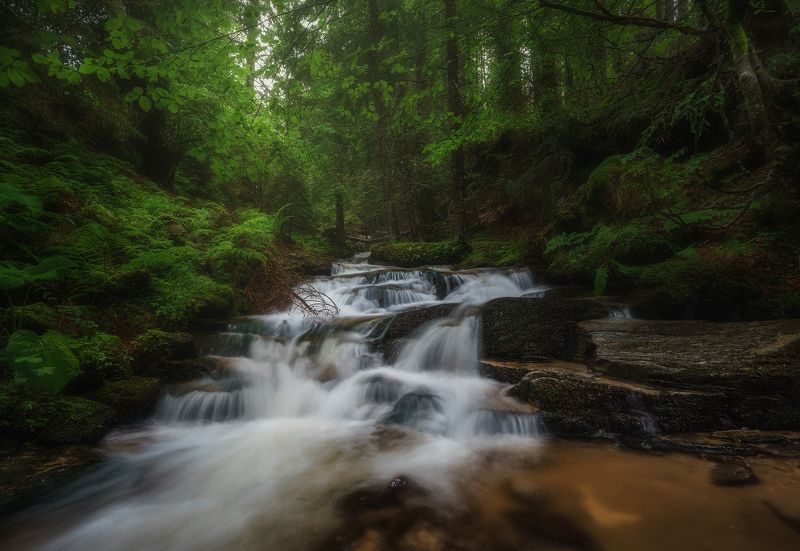 Deep in the woods фото превью