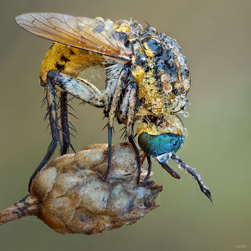 bombyliidae, bee fly, toxophora fasciculata Бабка Ёжка фото превью