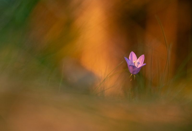 цветы,цветок,макро,растения,колокольчики,природа,бокэ Летние краски фото превью