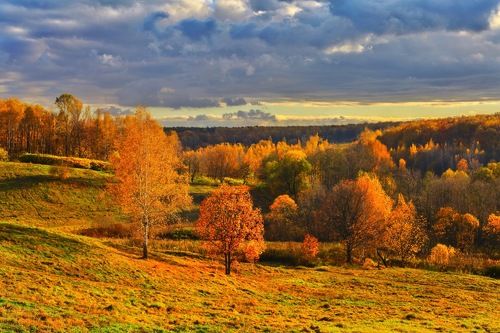 Gold Autumn