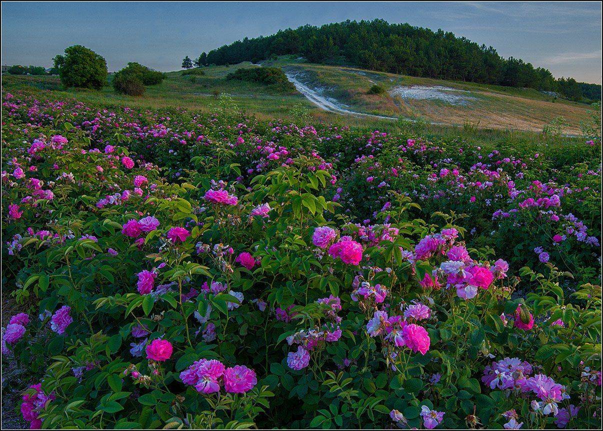 крым, вечер, розы., АНАТОЛИЙ ДОВЫДЕНКО