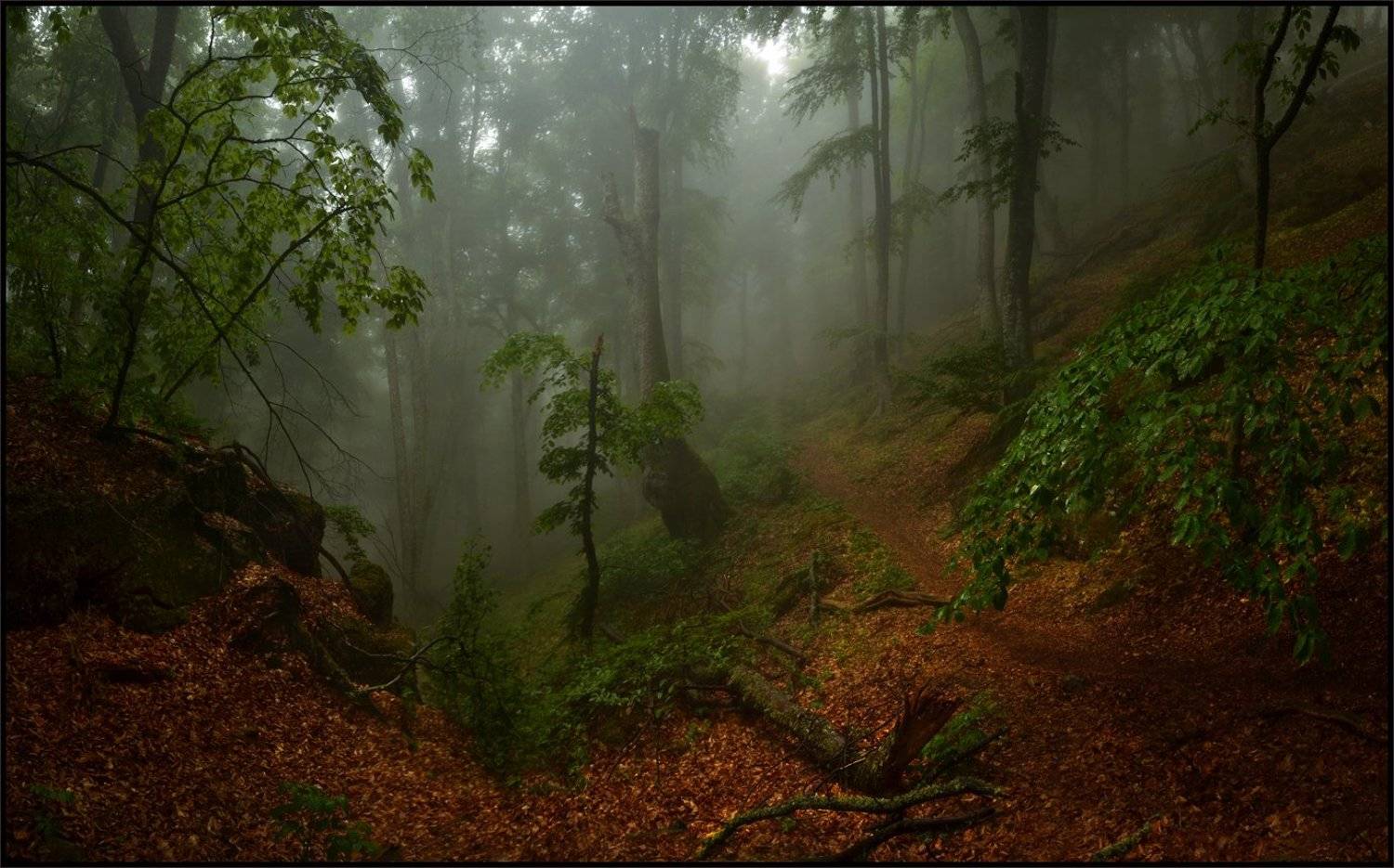 , Владимир Метцгер