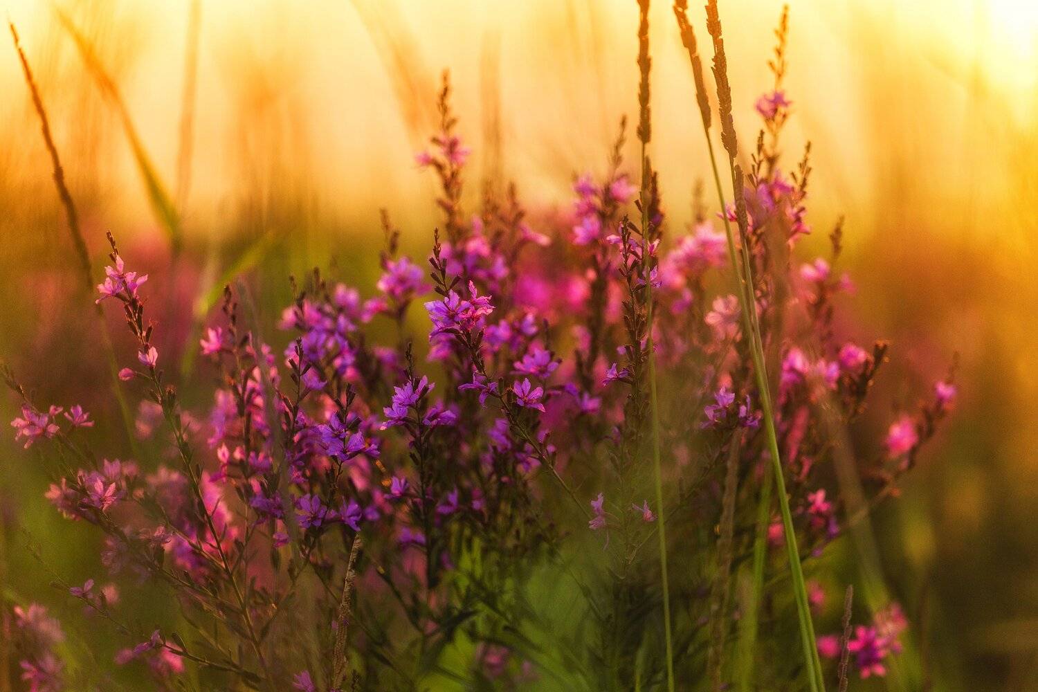 , Павел Сагайдак