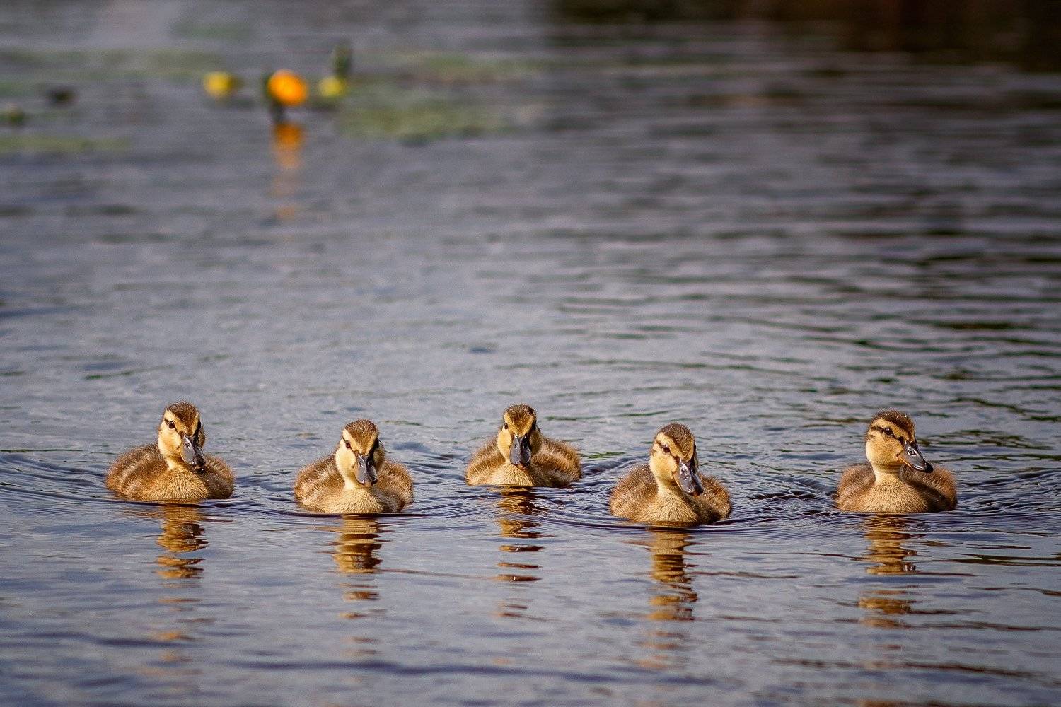 , Анна Сапегина