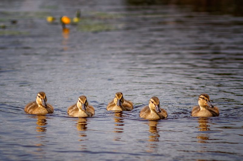 Утиная банда фото превью
