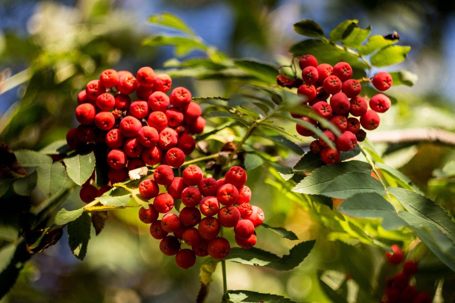 , Руслан Востриков