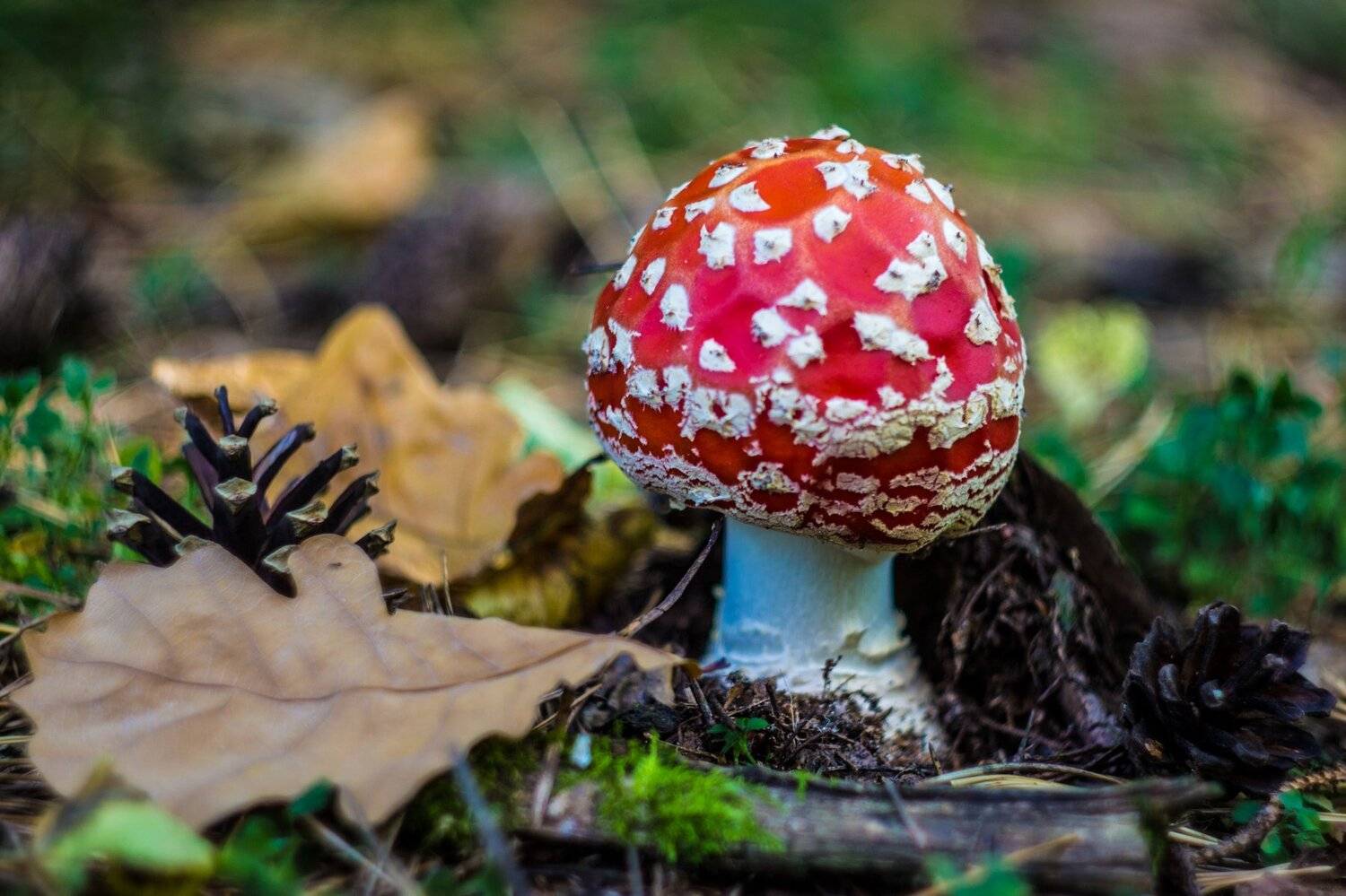 , Руслан Востриков