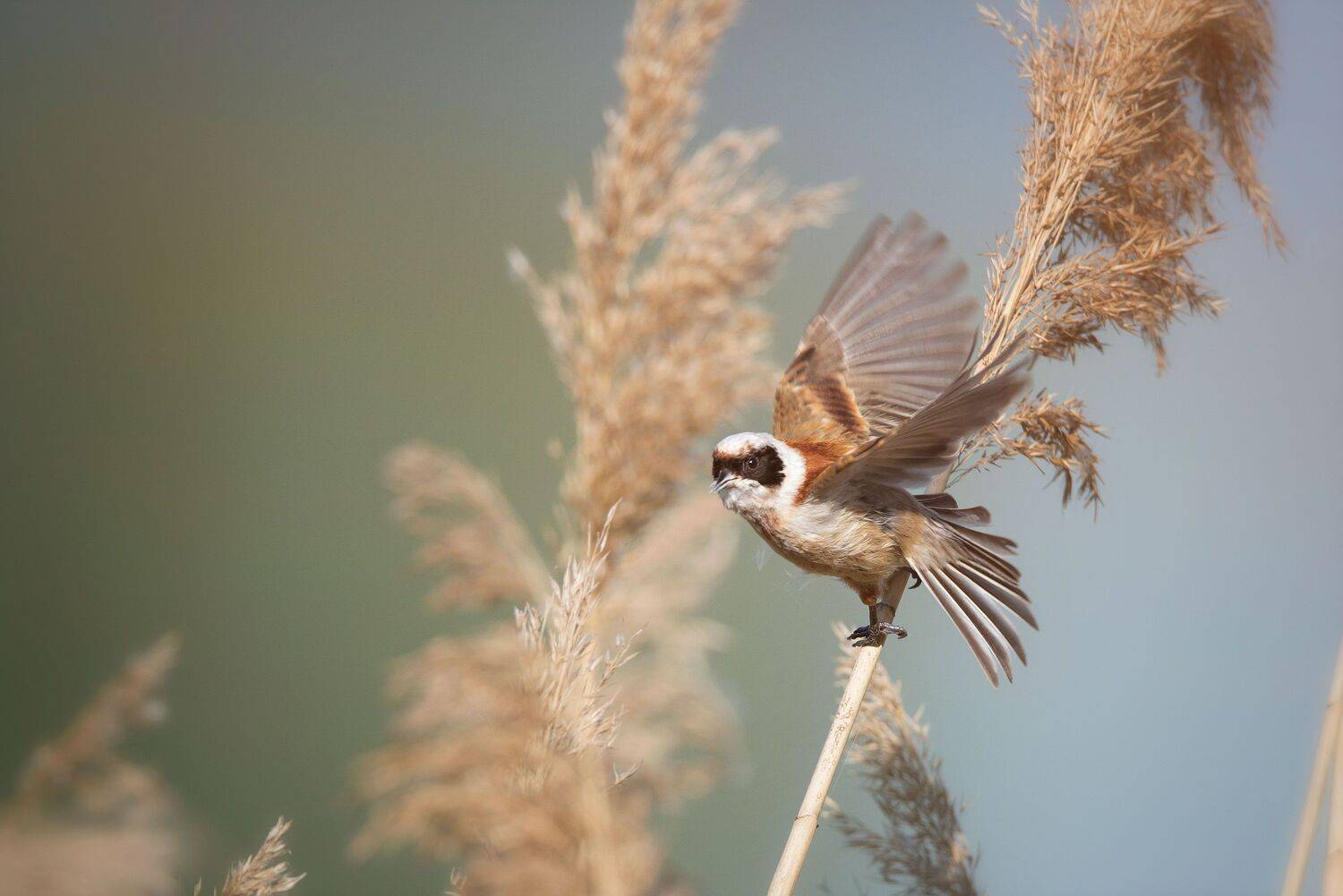 , Arkadiusz Michalak