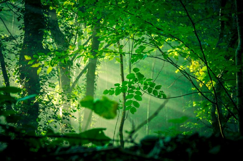 sony a6000 ... фото превью