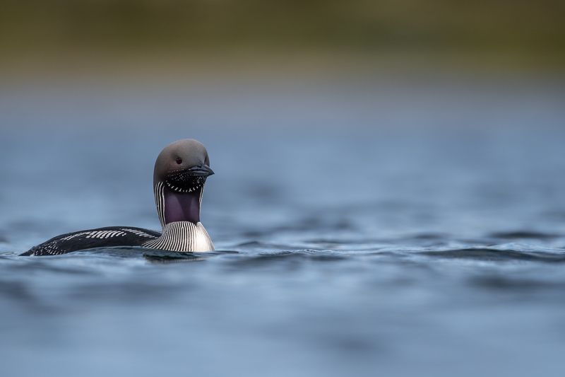 Black-throated loon, bird Black-throated loon фото превью