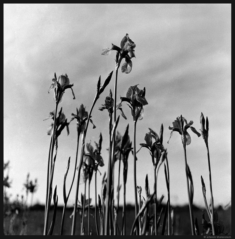 ***** фото превью