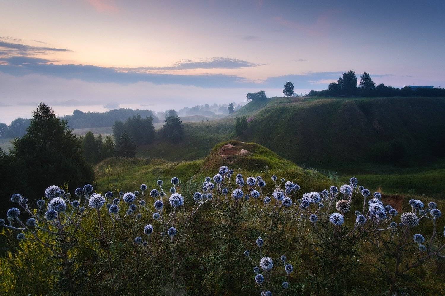 россия, рязанская область, константиново, ока, пейзаж, природа, лето, туман, река, восход солнца, рассвет, сумерки, цветы, мордовник шароголовый, Оборотов Алексей