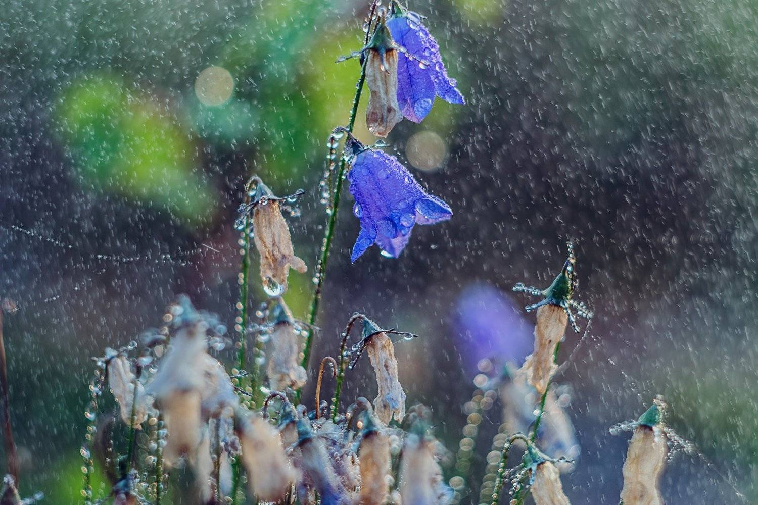 ямал, макро ,природа  ,салехард, Настя Братка