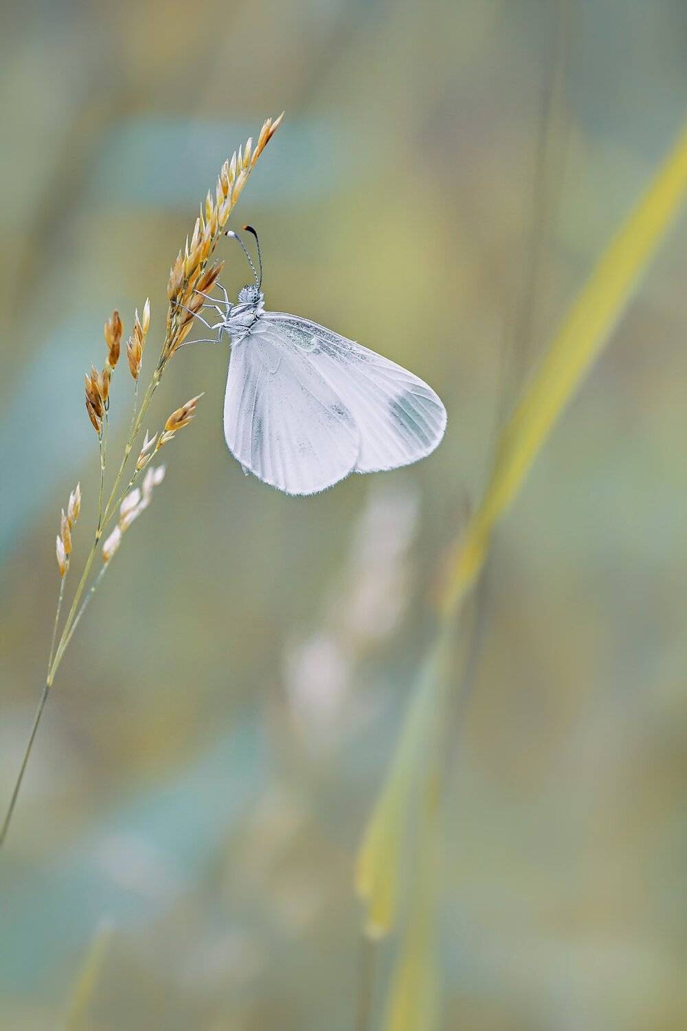 бабочка,ветка,цвет,красный,желтый,крылья, Юрий Котов