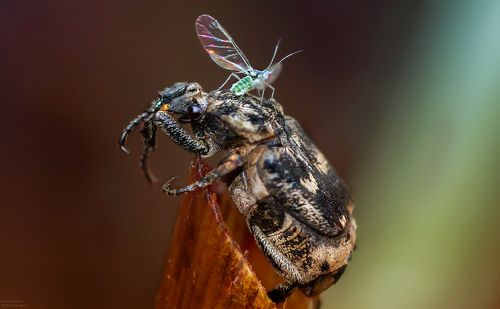 Пестряк короткокрылый и его подружка тля )