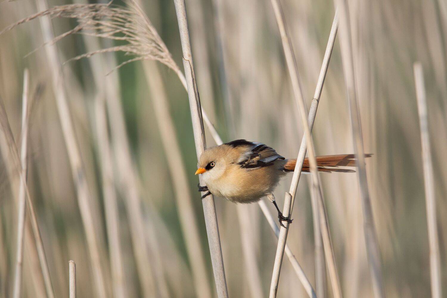 , Arkadiusz Michalak