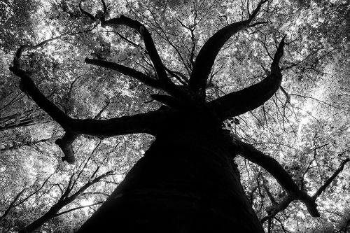 A Journey into the Woods