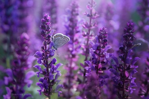 Plebejus argus