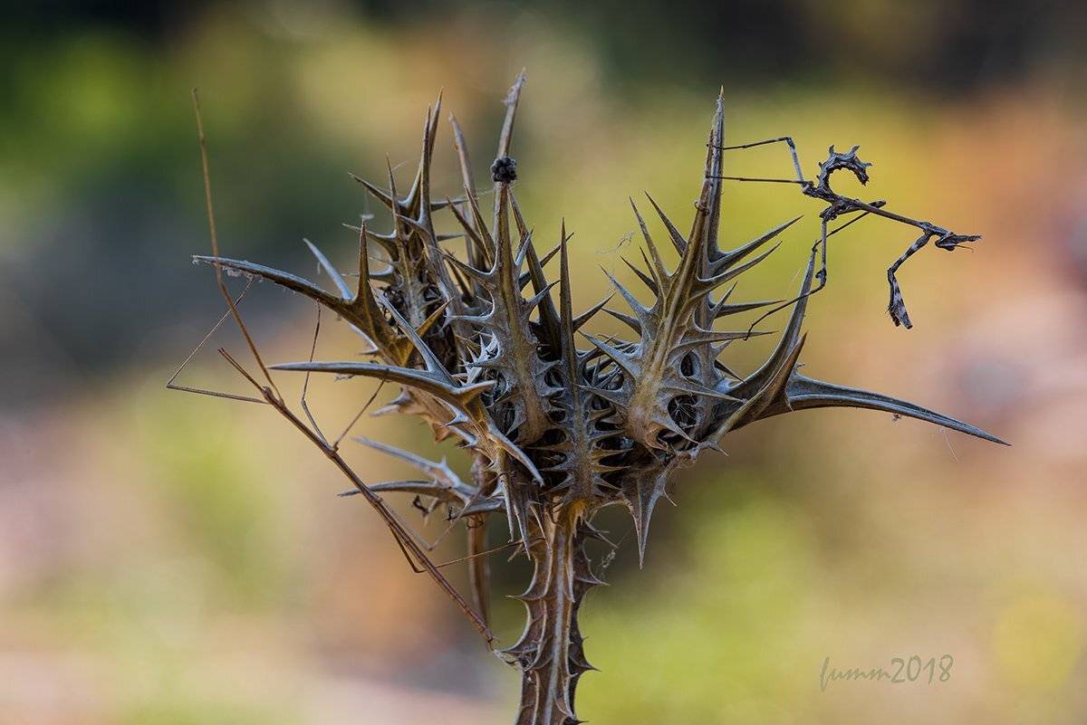 , Игорь ФУММ