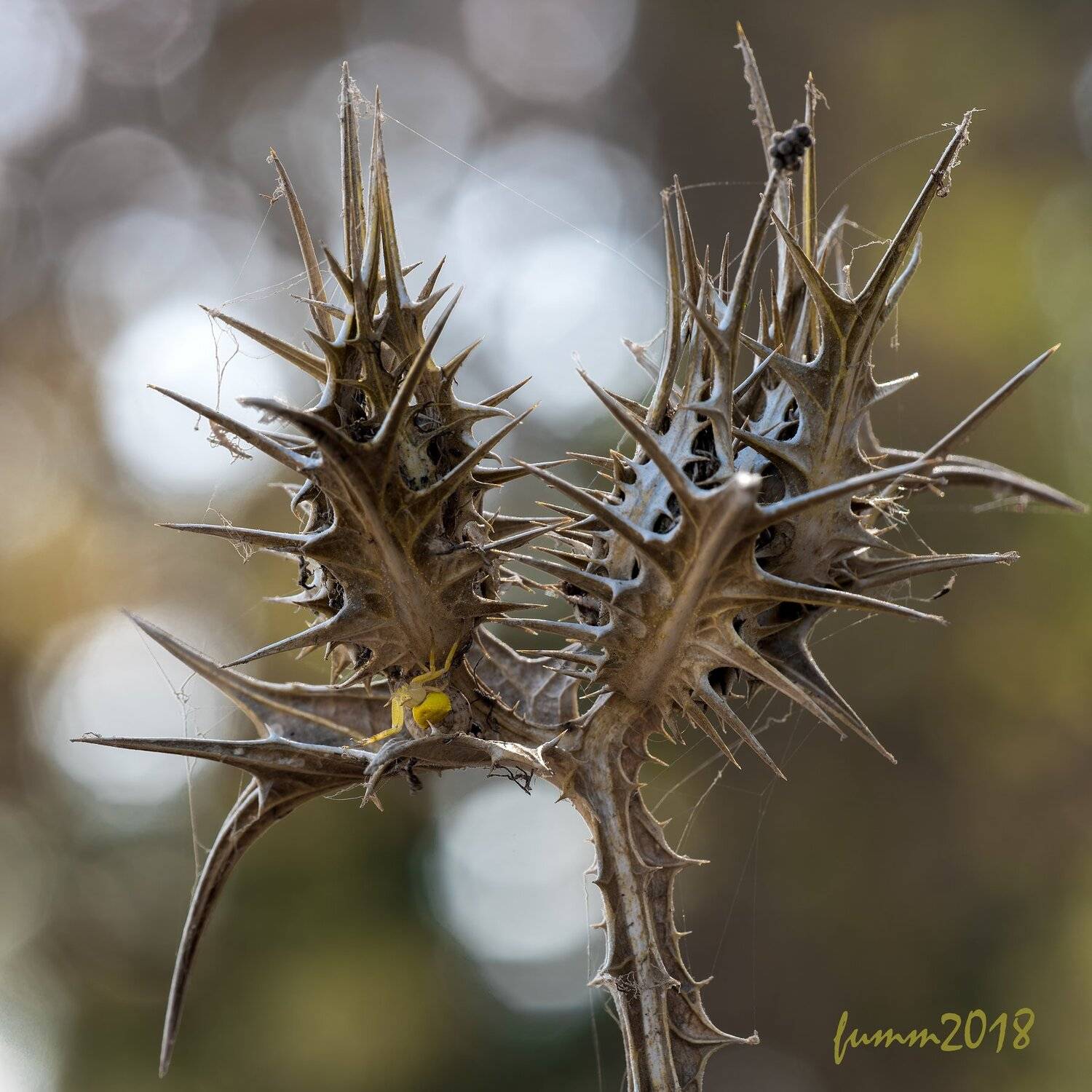 , Игорь ФУММ