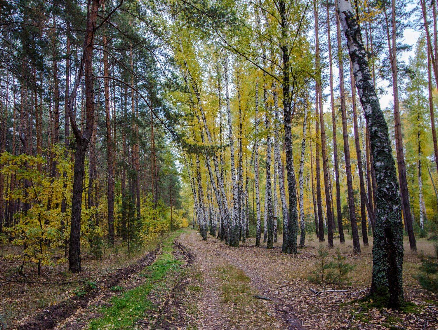 , Руслан Востриков