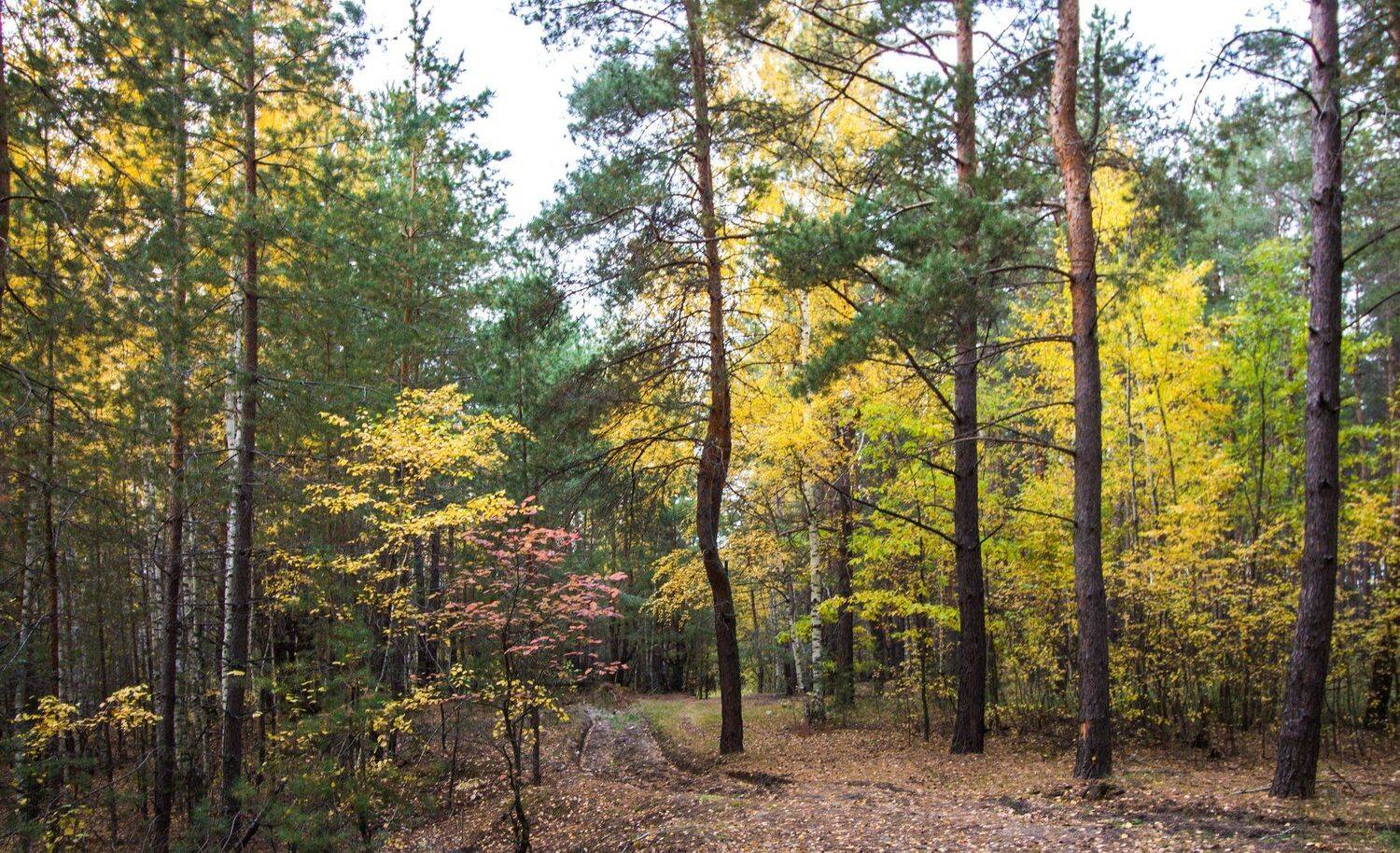 , Руслан Востриков