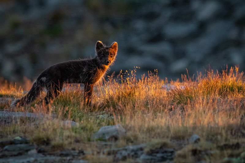 fox, arctic fox, animal Mama fox in the late sunset light. фото превью