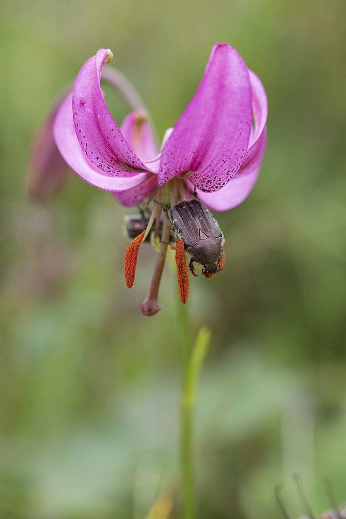 , Евгений Слободской