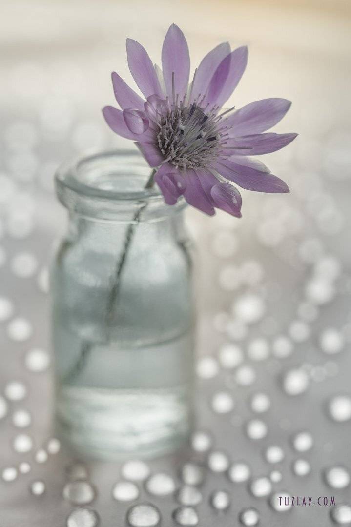 сухоцвет, бессмертник, юпитер 8, боке, софт фокус, лето во флаконе, капельки, Владимир Тузлай