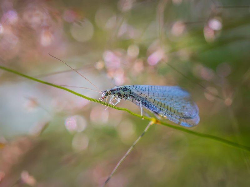 ... фото превью