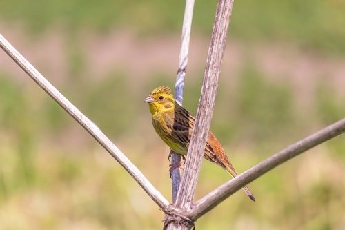 Обыкновенная овсянка