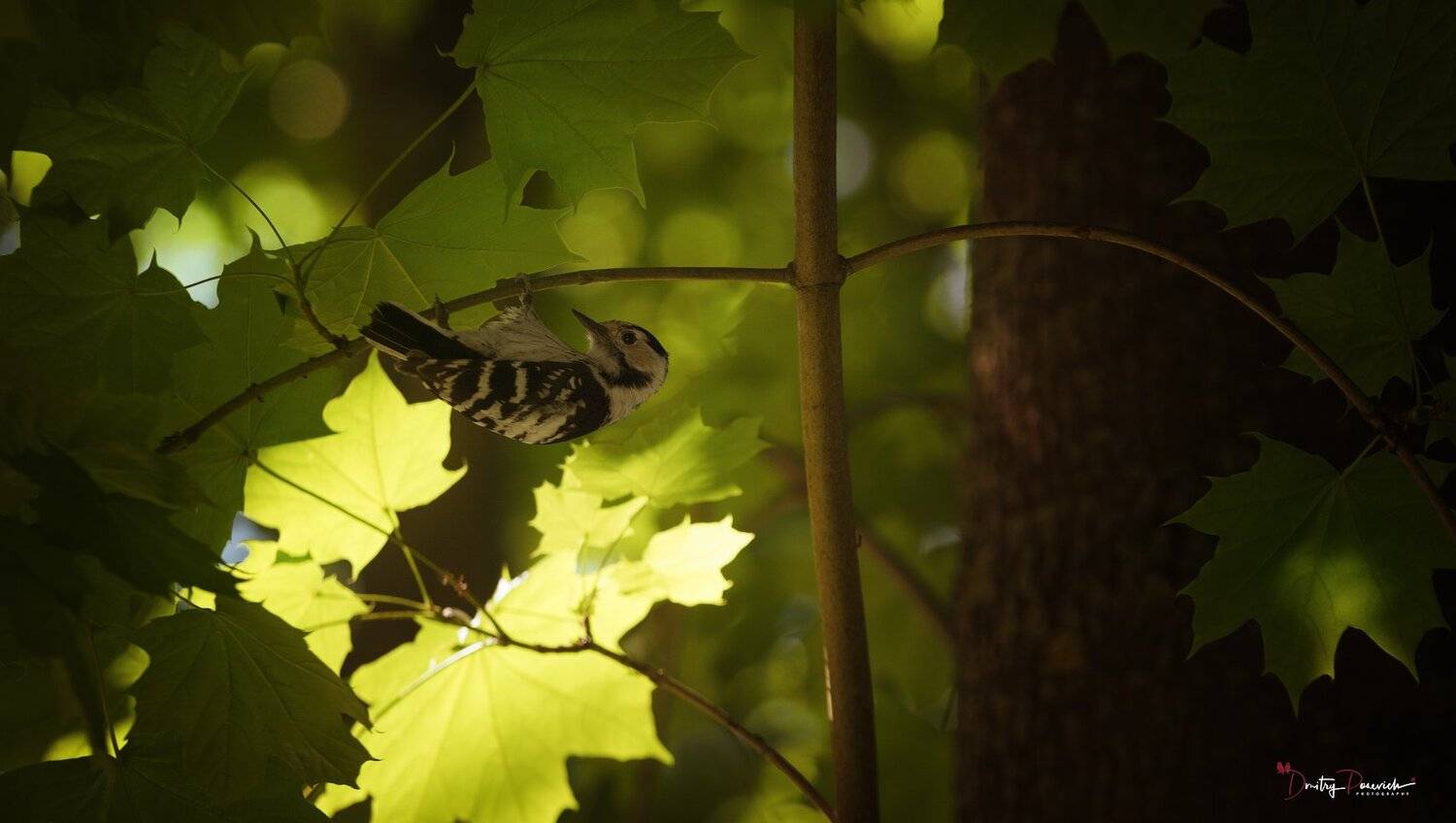 природа, лес, животные, птицы, Дмитрий Посевич