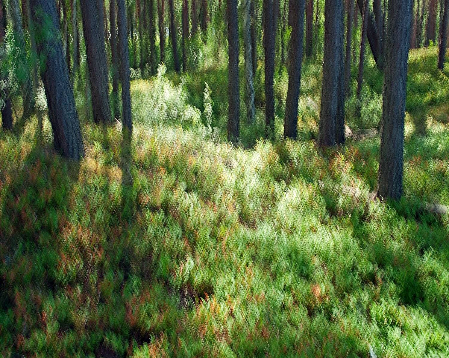 естественное фото, хорошая фотография; nature photo, good photo, studio photo, Juris Zēbergs