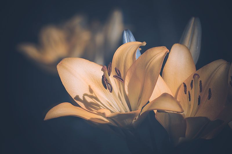 Лилия. фото превью