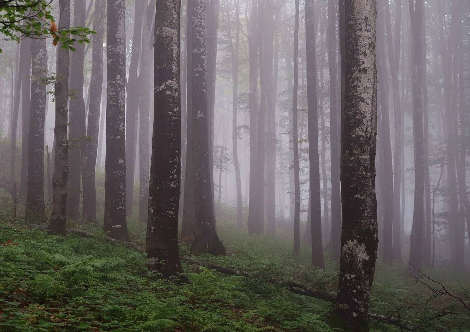 , Красимир Георгиев