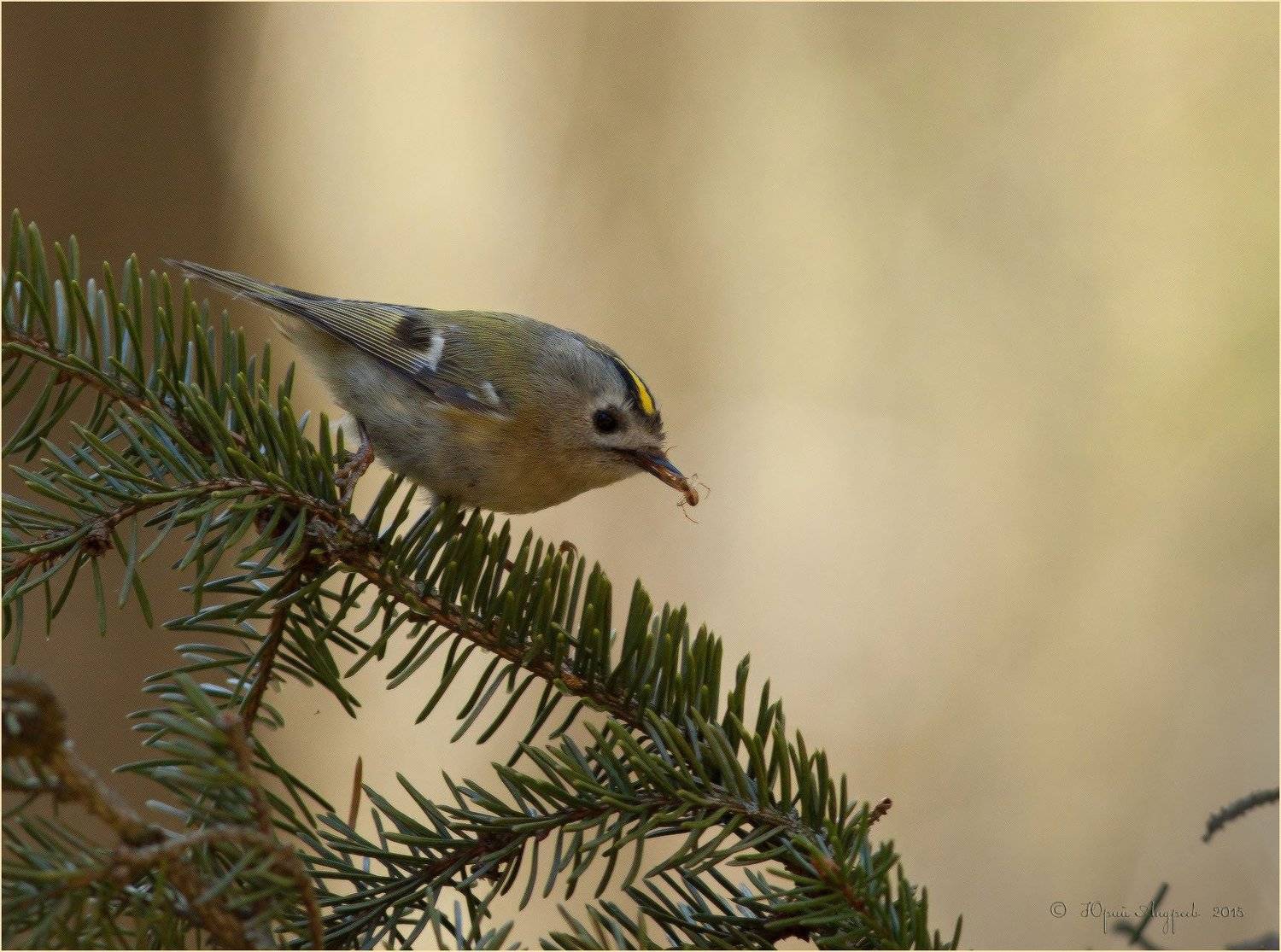 королёк желтоголовый regulus regulus, Юрий Андреев