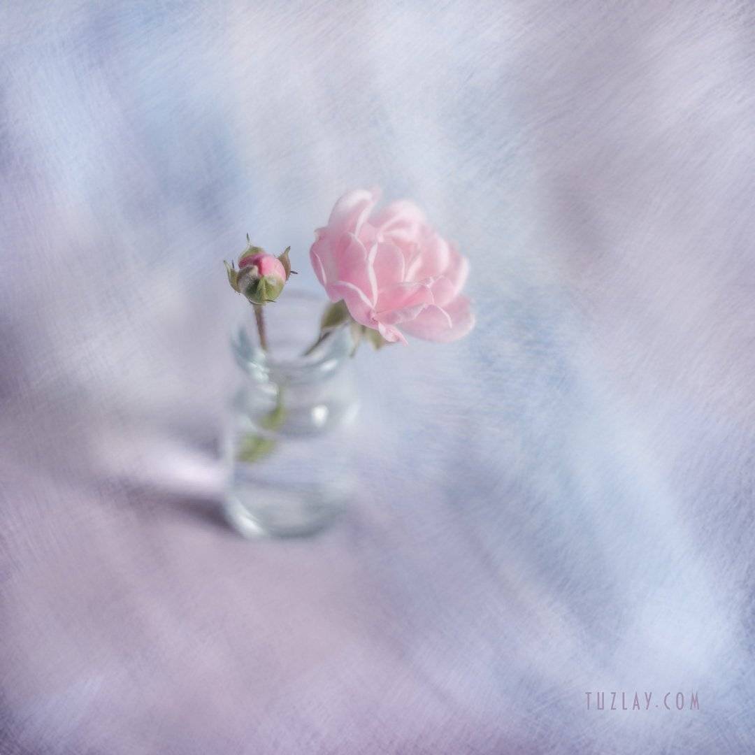 розы, маленькие розы, миниатюрные розы, кустовые розы, софт фокус, лето во флаконе, боке, гелиос 44, квадрат, холст, Владимир Тузлай