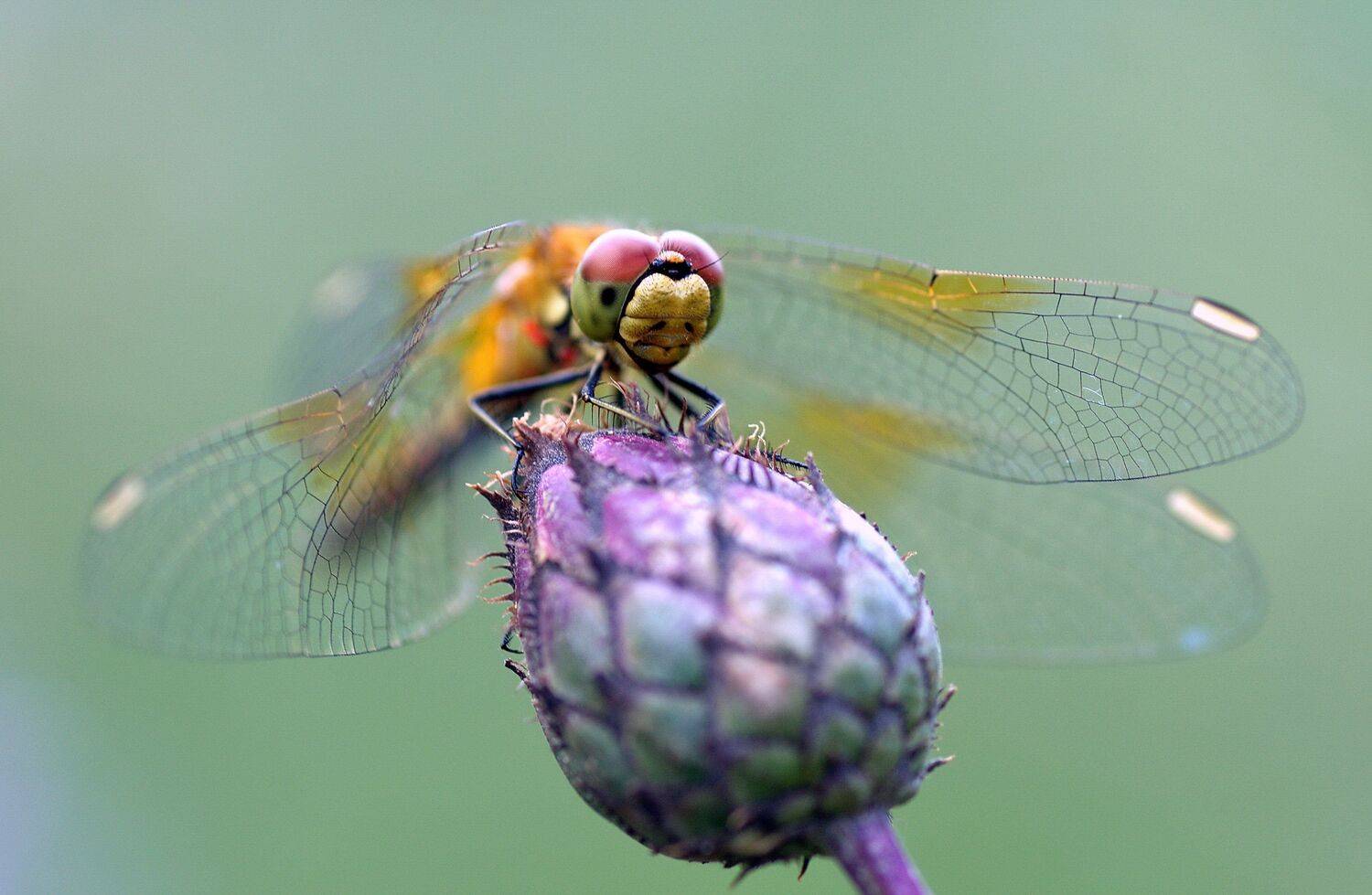 , Евгений Дроботенко